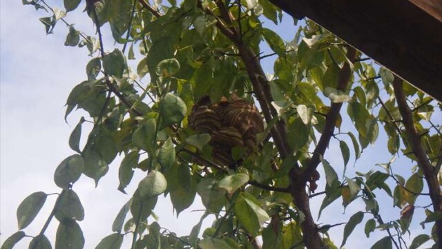 スズメバチの巣の駆除