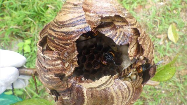 スズメバチの巣の駆除