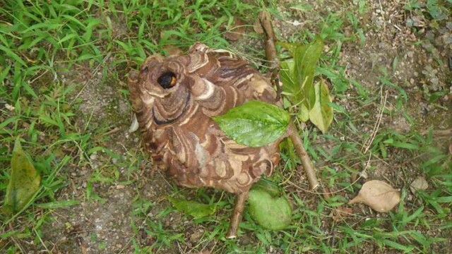 スズメバチの巣の駆除
