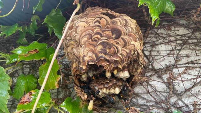 スズメバチの巣の駆除