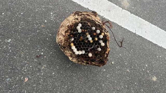 スズメバチの巣の駆除