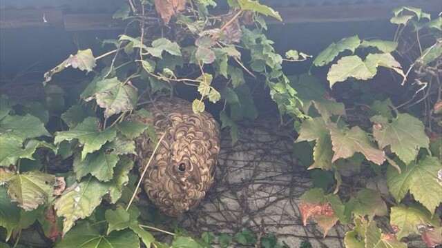 スズメバチの巣の駆除